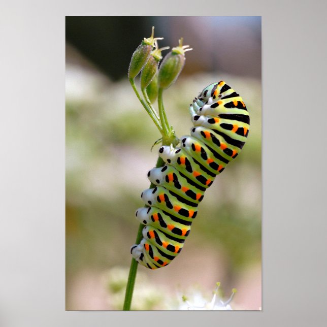 Affiche Caterpillar sur herbe (Devant)