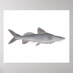 Affiche Catfish à long whisky