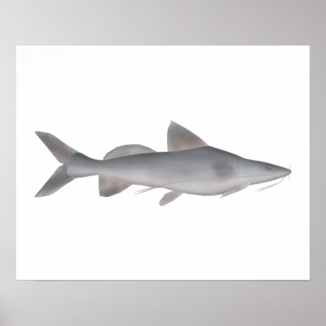Affiche Catfish à long whisky (Devant)