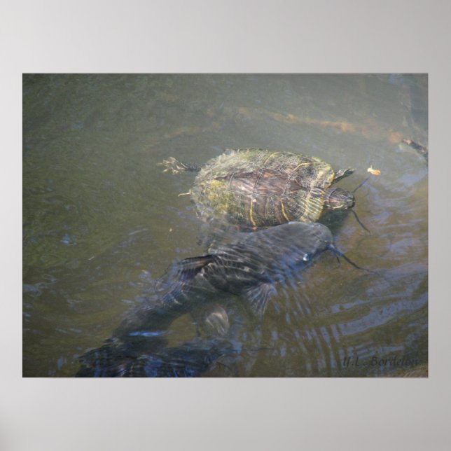Affiche Catfish and Turtle (Devant)