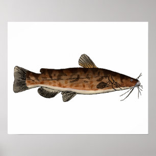 Affiche Catfish en tête de papier