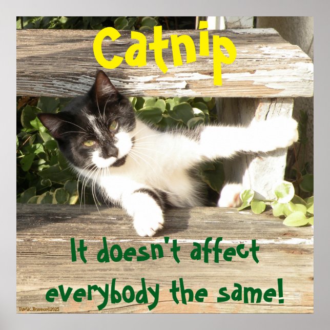 Affiche "Catnip", cats, funny, humor, cute, gift  (Devant)