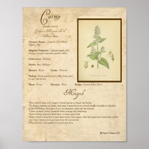 AFFICHE CATNIP MAGICK HERB