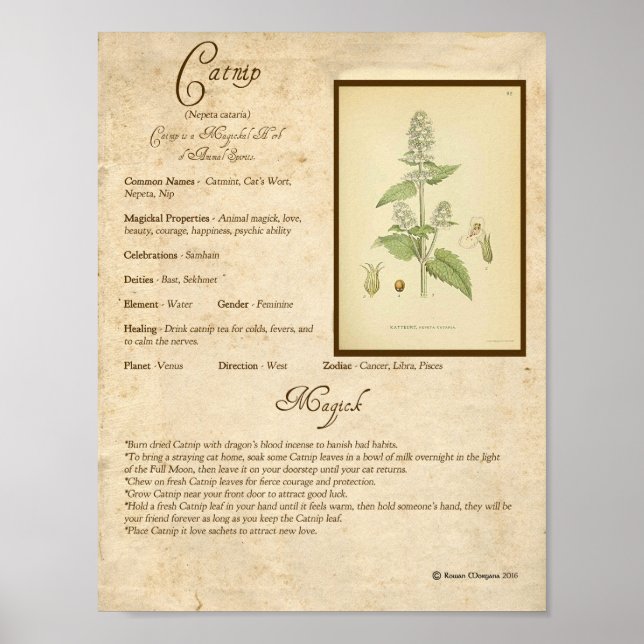 AFFICHE CATNIP MAGICK HERB (Devant)