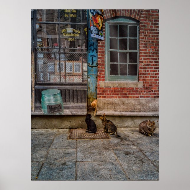 Affiche Cat's play (Devant)