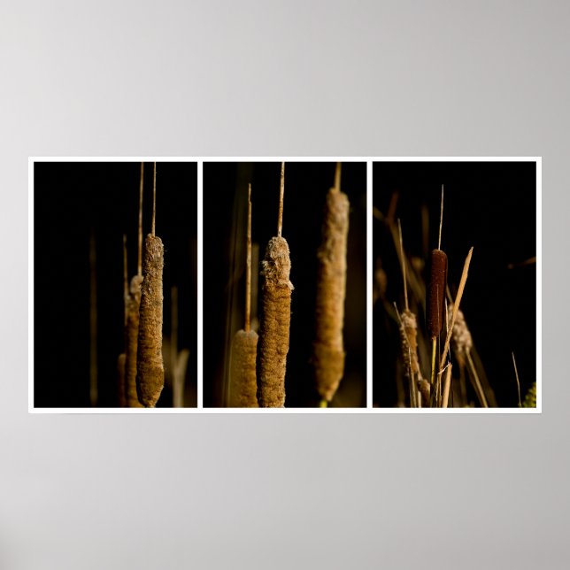 Affiche Cattails (Devant)