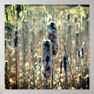 Affiche Cattails Fluffés Dans La Nature Du Printemps