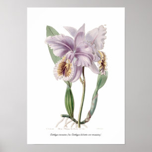 Affiche Cattleya mossiae