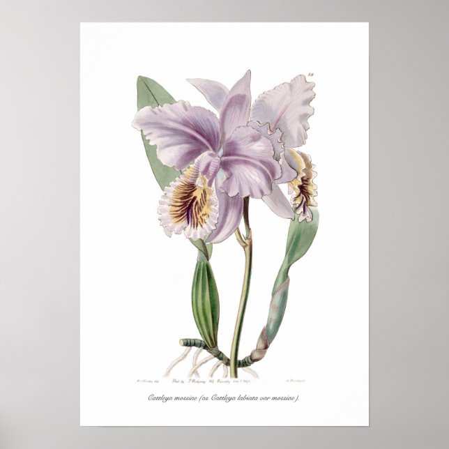 Affiche Cattleya mossiae (Devant)