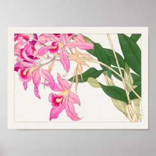 Affiche Cattleya par Tanigami Konan