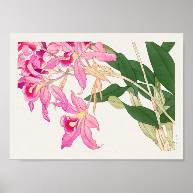 Affiche Cattleya par Tanigami Konan (Devant)