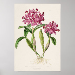 Affiche Cattleya skinneri par Bateman Orchid Print
