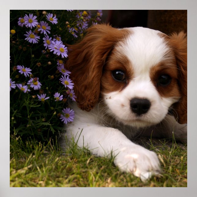 Affiche Cavalier King Charles Spaniel (Devant)