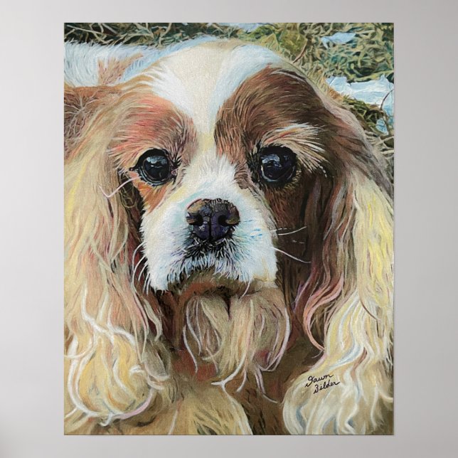 Affiche Cavalier King Charles Spaniel (Devant)