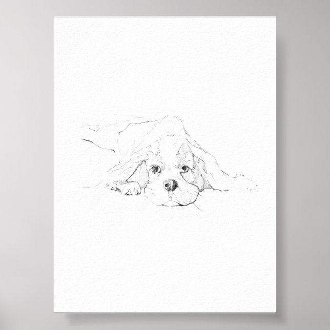 Affiche Cavalier King Charles Spaniel Animal de compagnie (Devant)