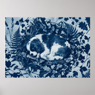Affiche Cavalier King Charles Spaniel Cyanotype Botanique 