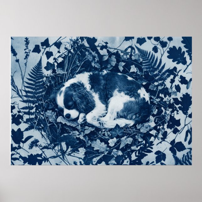 Affiche Cavalier King Charles Spaniel Cyanotype Botanique  (Devant)