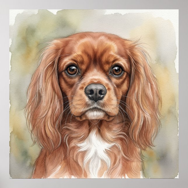 Affiche Cavalier King Charles Spaniel de près Aquarelle (Devant)