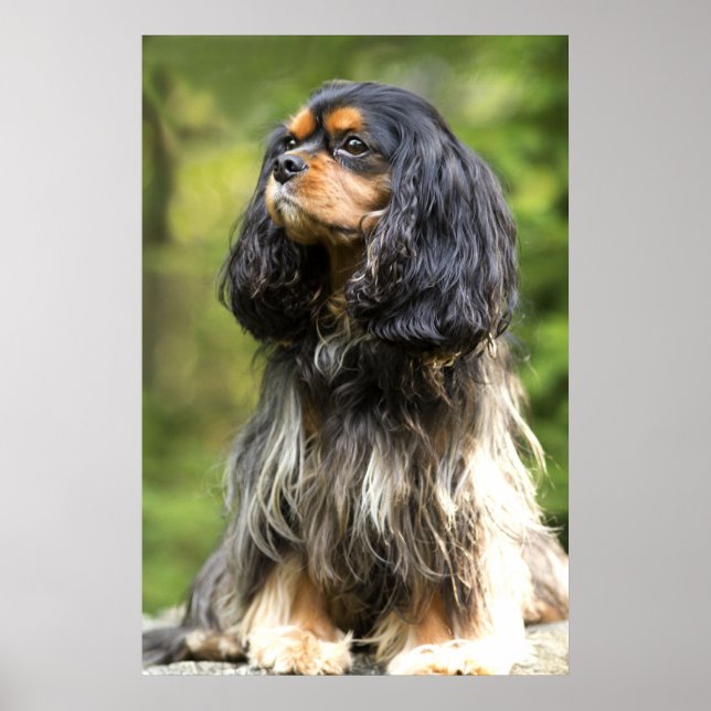 Affiche Cavalier King Charles Spaniel Royal noir et feu (Devant)