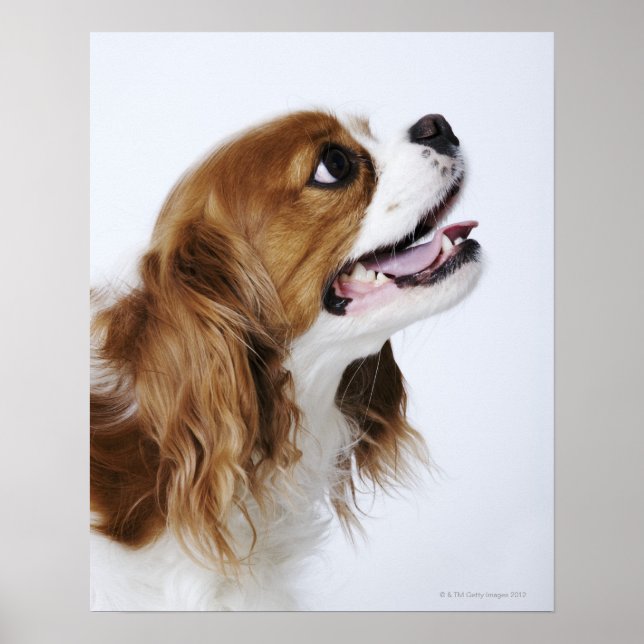 Affiche Cavalier King Charles Spaniel, vue latérale (Devant)