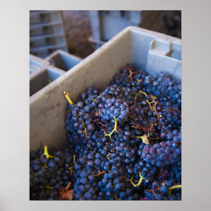 Affiche Cave Bodega Marques de Riscal, raisins