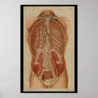 Cavité thoracique Anatomie humaine Vintage Imprime