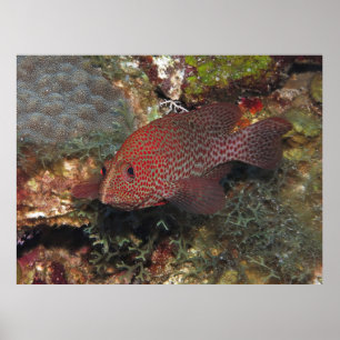 Affiche Caye Calker Graysby