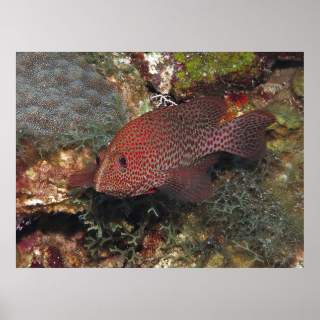 Affiche Caye Calker Graysby (Devant)