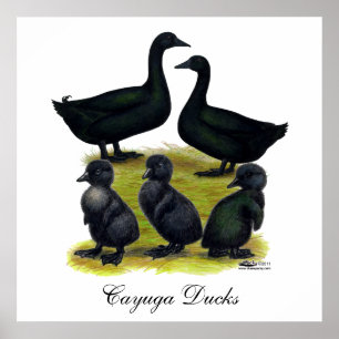 Affiche Cayuga Duck Family