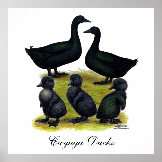 Affiche Cayuga Duck Family (Devant)