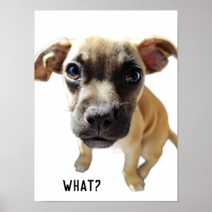 Affiche Ce Qui Dit Chihuahua Carlin mignon adorable Chien