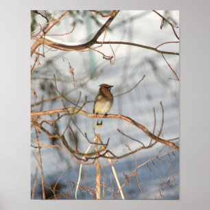 Affiche Cèdre Célestes En Animaux D'Hiver