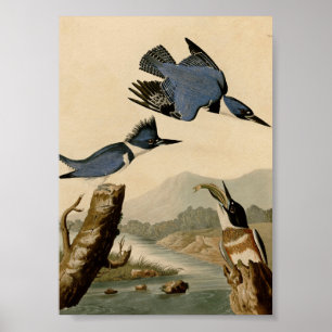 Affiche Ceinture d'Audubon Martin-Pêcheur Oiseaux Nature V