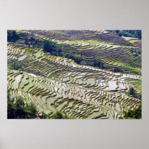 Affiche Célèbres rizières en terrasses de Yuanyang - Yunna