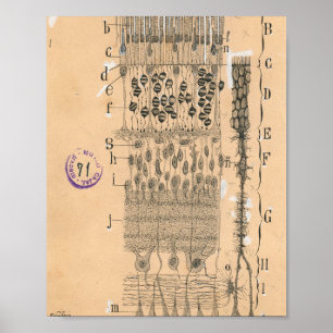 Affiche Cell Drawing Eye Retina Santiago Ramon Y Cajal