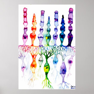Affiche Cellules cônes cellules tiges et neurone bipolaire