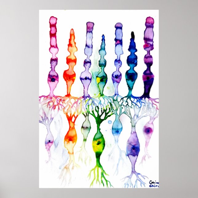 Affiche Cellules cônes cellules tiges et neurone bipolaire (Devant)