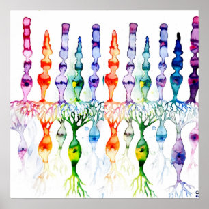 Affiche Cellules cônes cellules tiges et neurone bipolaire