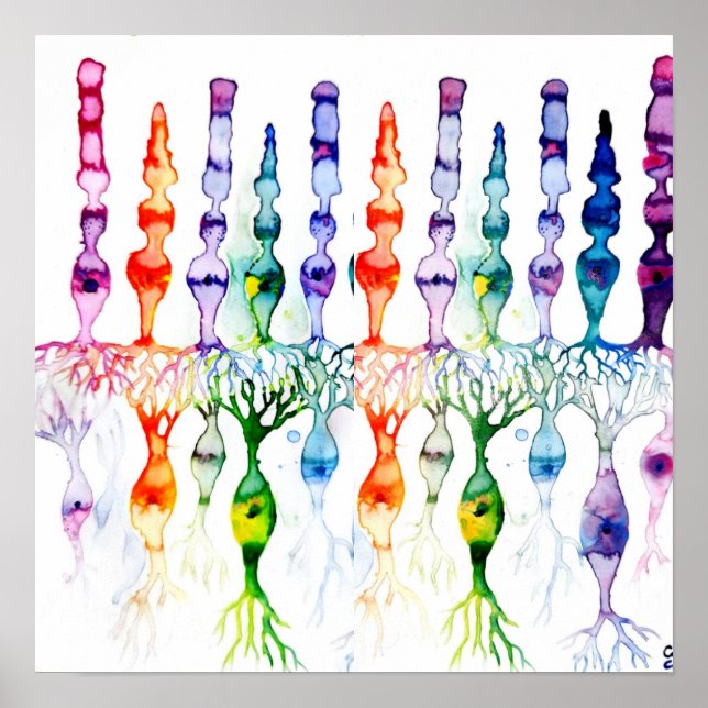 Affiche Cellules cônes cellules tiges et neurone bipolaire (Devant)