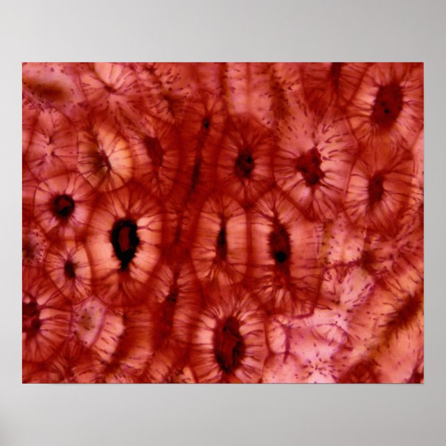 Affiche Cellules de Sclerenchyma d'un cerisier (Devant)