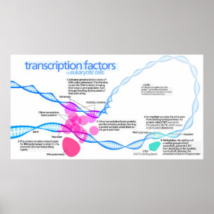 Affiche Cellules Gene Facteurs de transcription Diagramme 