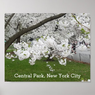 Affiche Central Park New York Arbre florissant au printemp
