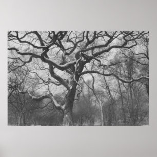 Affiche Central Park, NYC