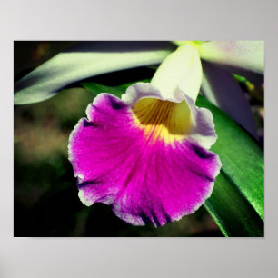 Affiche Centre de fleurs d'orchidées violettes