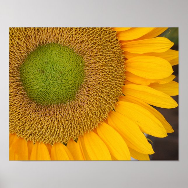 Affiche Centre De Tournesol Et Pétales Près (Devant)