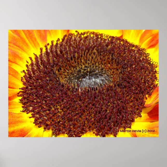 Affiche Centre Sunflower (Devant)