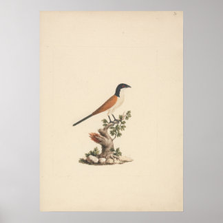 Affiche Centropus monachus (Coucou bleu)