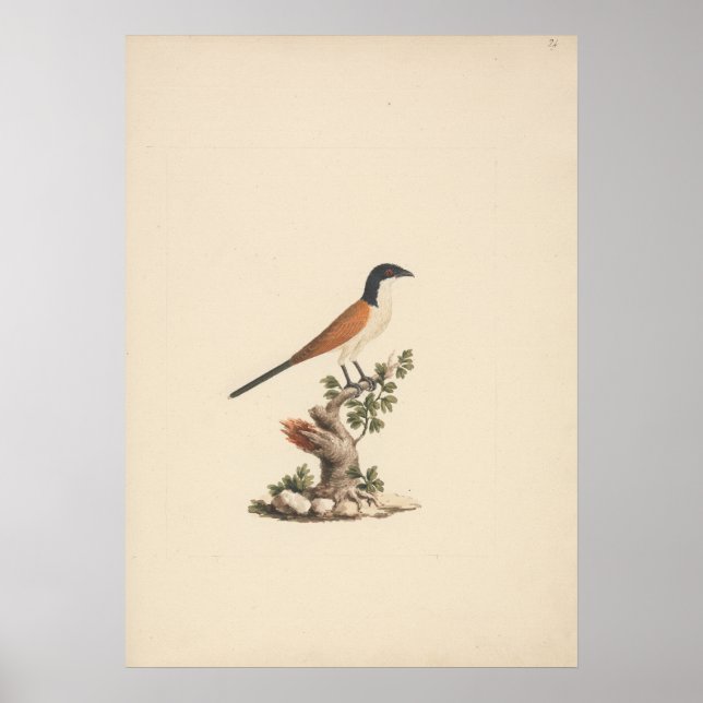 Affiche Centropus monachus (Coucou bleu) (Devant)