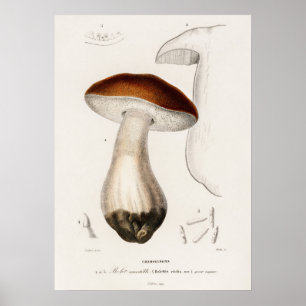 Affiche Cèpe de Bordeaux (Boletus edulis)
