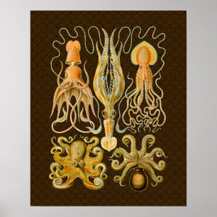 Affiche Cephalopod poulpe calmar Nature marine